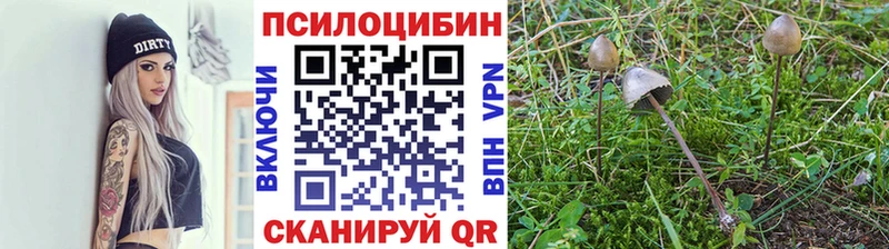 наркота  Красный Кут  Галлюциногенные грибы Magic Shrooms 